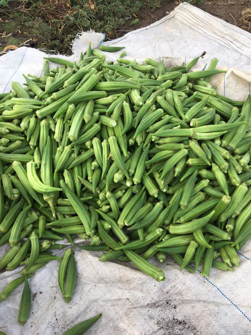 Gombo Rwanda DU GOMBO DE TRES BONNE QUALITE DISPONIBLE A 600F/Kg - BayKat