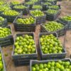 Citrons verts disponibles à 300F/Kg