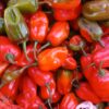 Piments rouges disponibles à 2300F/Kg