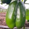 Poivron variété simbad disponible à Dakar 700fr/kg