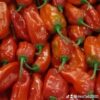 Piment Rouge disponible à 2000F/ Kg