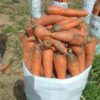 Des sacs de carottes disponibles à 30 000F/sac