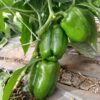 Poivron vert disponible à 700F/Kg
