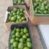 Avocats disponibles à 2000F/Kg