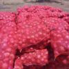 Des sacs d&rsquo;oignons de 25kg disponibles à 5500F/Sac