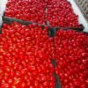 Des tomates cerise disponibles à 13000f/casio contenant plus de 17kg