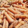des carottes disponibles à 8000f/sac de 60kg