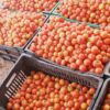 des tomates disponibles à 4000f/casio de 35kg