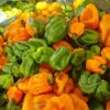 Piment Goana disponible à 2000F/Kg