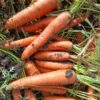 carotte disponible à 4500f/sac de 25kg