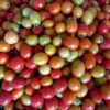 Tomate Asila disponible à 15000f/casio