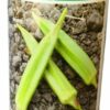 Semences de Gombo Balto disponible à 9500F/Pot