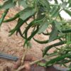 Piment Thioukry disponible à 600F/kg