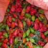 Piment Rouge disponible à 2000f/kg