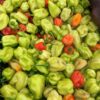 Piments Verts disponible à 2200f/Kg