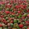 Piment rouge de meilleurs qualités disponible à 3500f/kg
