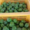 Poivrons  Verts disponibles à 1200f/kg