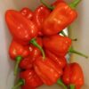 Piment rouge disponible à 6 000f/kg