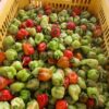 PIMENT VERT DISPONIBLE A 1 600F/KG